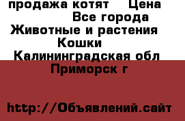 продажа котят  › Цена ­ 15 000 - Все города Животные и растения » Кошки   . Калининградская обл.,Приморск г.
